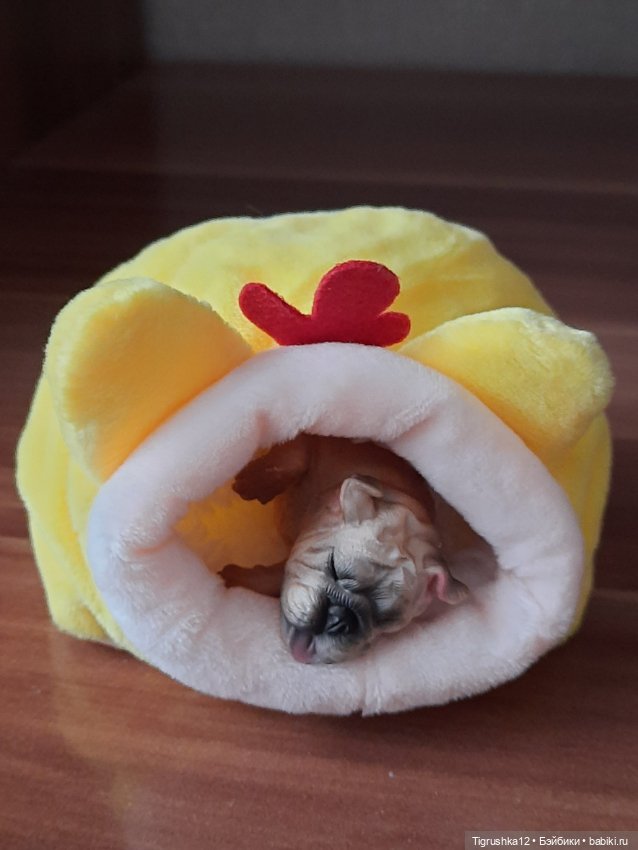 Домики для питомцев # — Миниатюра для кукол (фото 4)