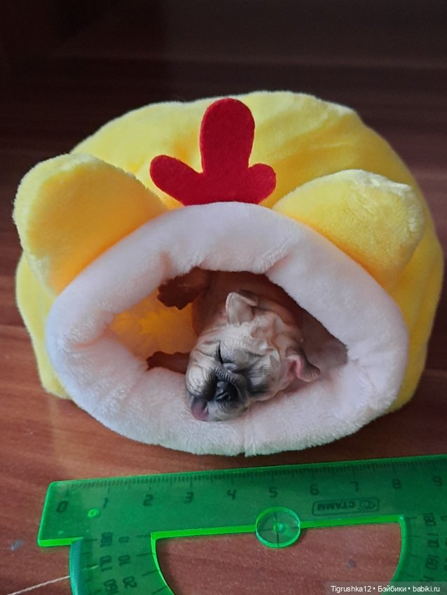 Домики для питомцев # — Миниатюра для кукол (фото 5)