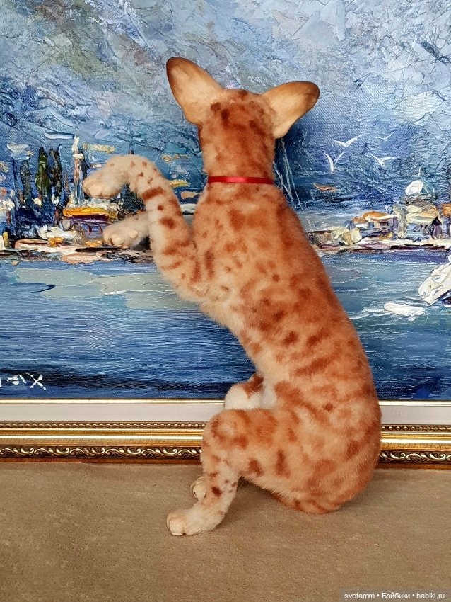 Кот от Александры Ланик — Авторские игрушки (фото 6)