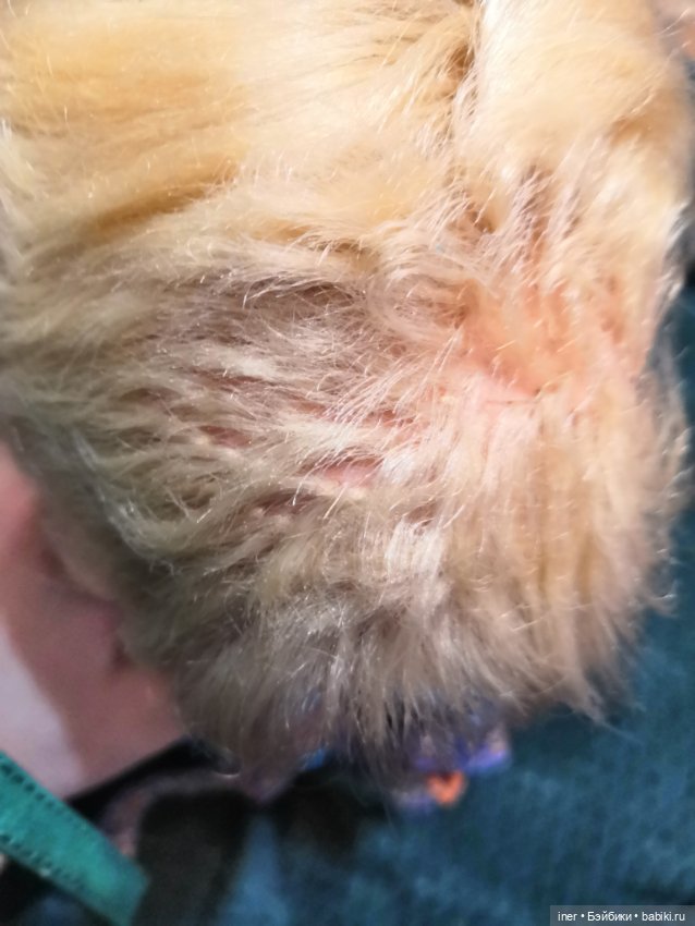 Куклы ГДР в сказочных образах. Иван-царевич и Царевна-лягушка (фото 6)