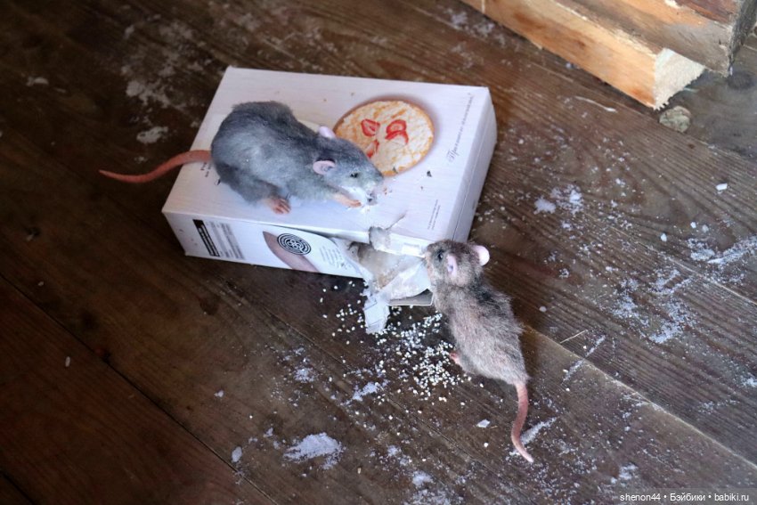 Крыска — Авторские игрушки (фото 6)