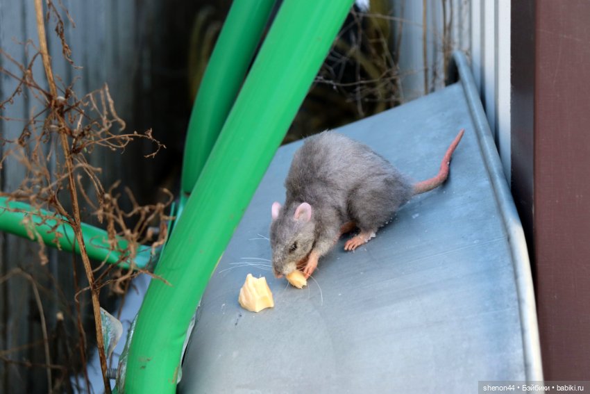 Крыска — Авторские игрушки