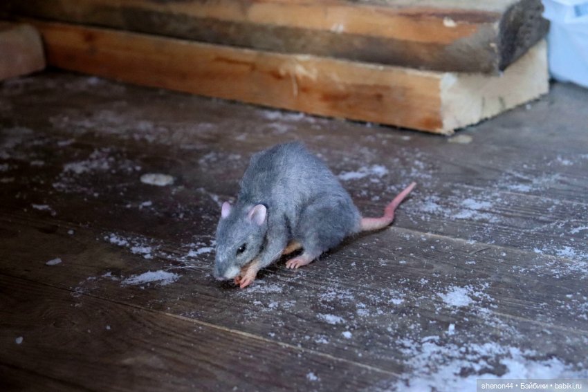 Крыска — Авторские игрушки (фото 8)