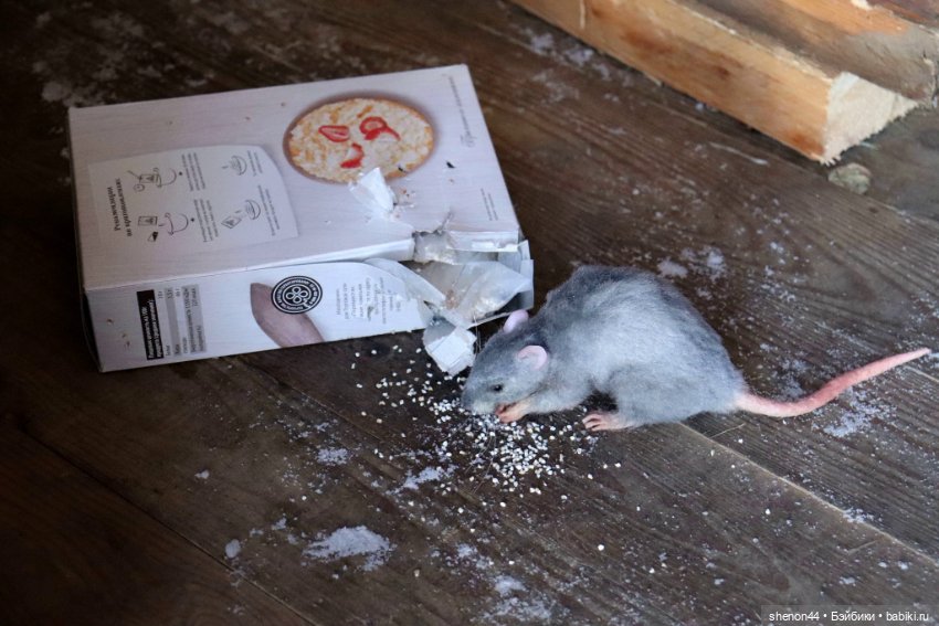 Крыска — Авторские игрушки (фото 7)