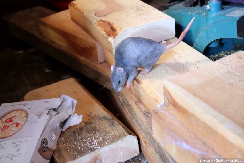 Крыска — Авторские игрушки (фото 4)