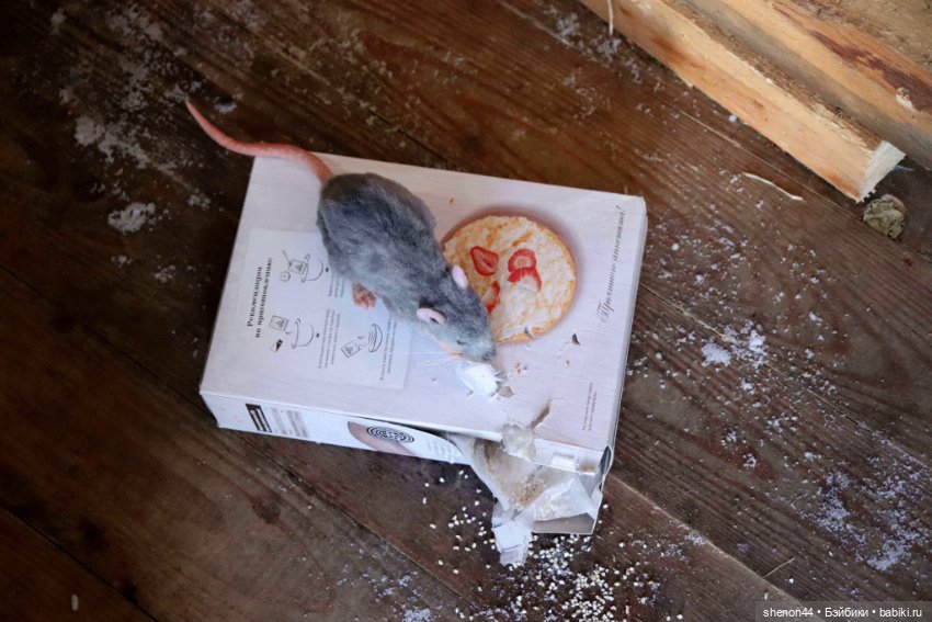 Крыска — Авторские игрушки (фото 5)