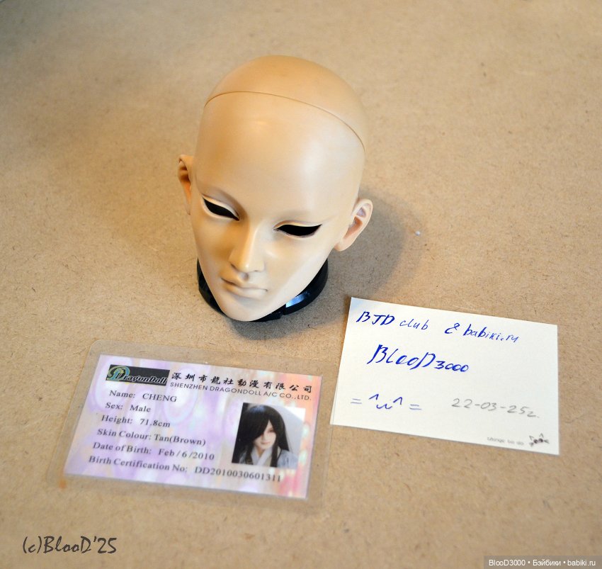 Продам йорик DragonDoll Cheng (фото 3)