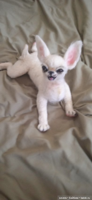 Игрушки -собаки из шерсти (фото 2)