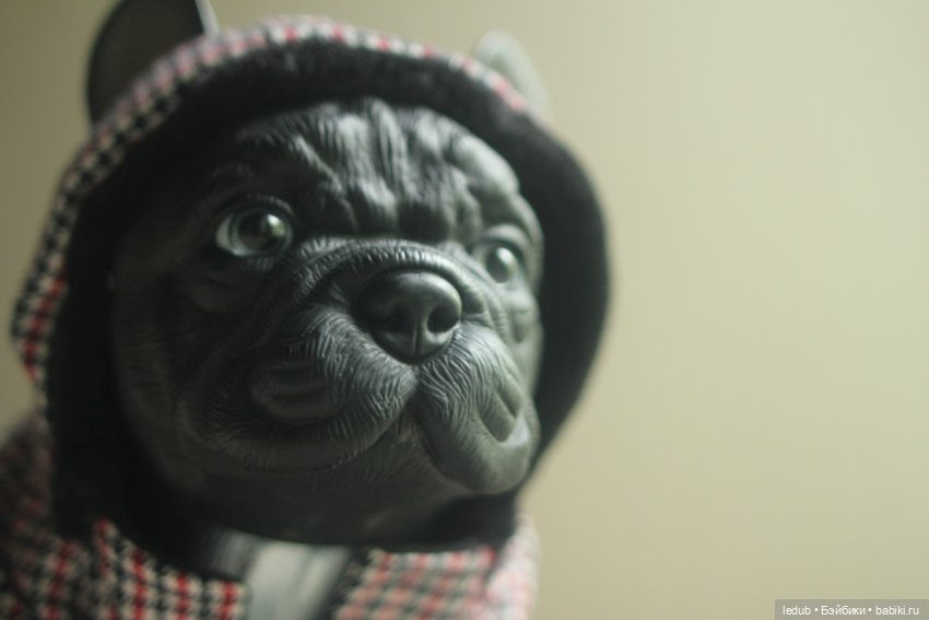 Щенок французского бульдога (фото 4)