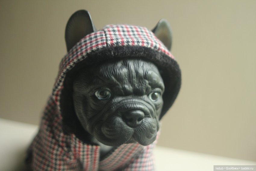 Щенок французского бульдога