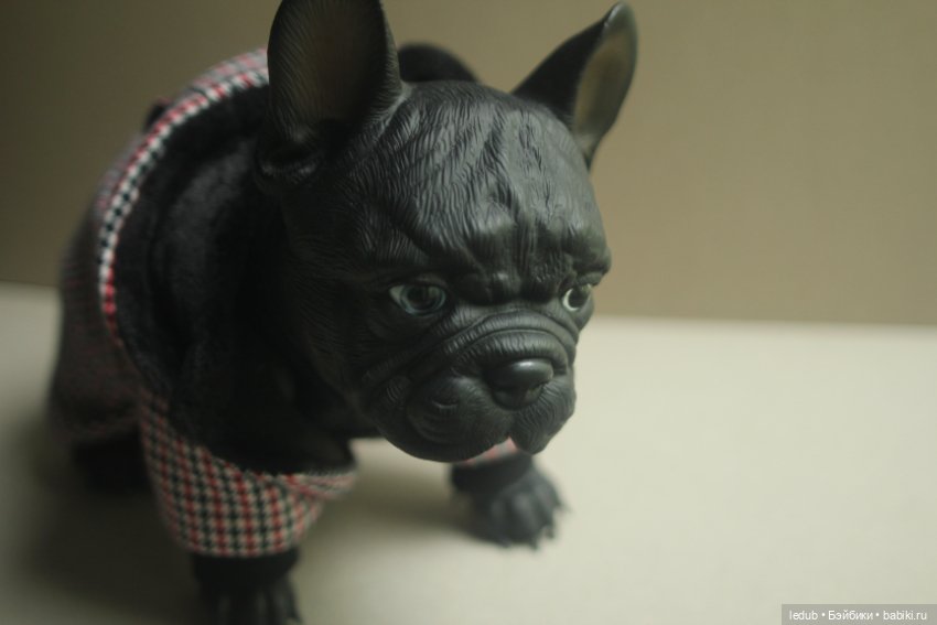 Щенок французского бульдога (фото 7)