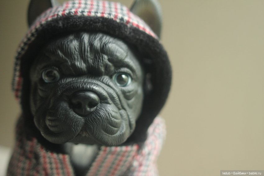 Щенок французского бульдога (фото 2)