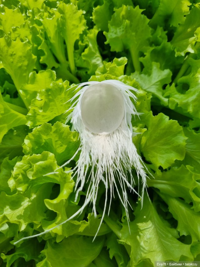 Парик из перышек на бжд куклу Иден и др (фото 6)