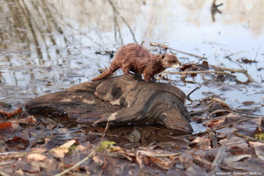 Выдра — Авторские игрушки (фото 4)