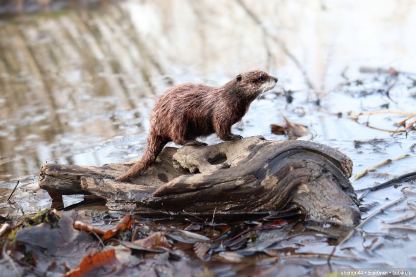Выдра — Авторские игрушки