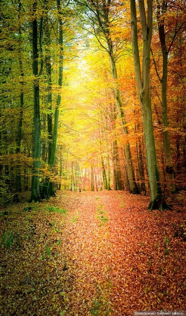 Осенние фотофоны для Барби и других кукол (фото 3)