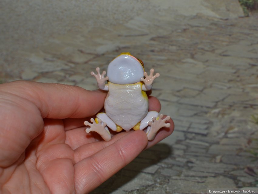 Bandai Gashapon маленькая древесная лягушка №1