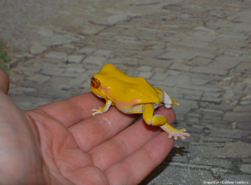 Bandai Gashapon маленькая древесная лягушка №1