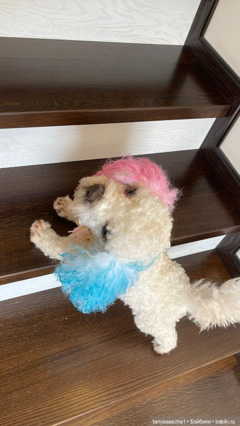Авторская игрушка от Наташи Бабенко Собака МультиПу (фото 4)