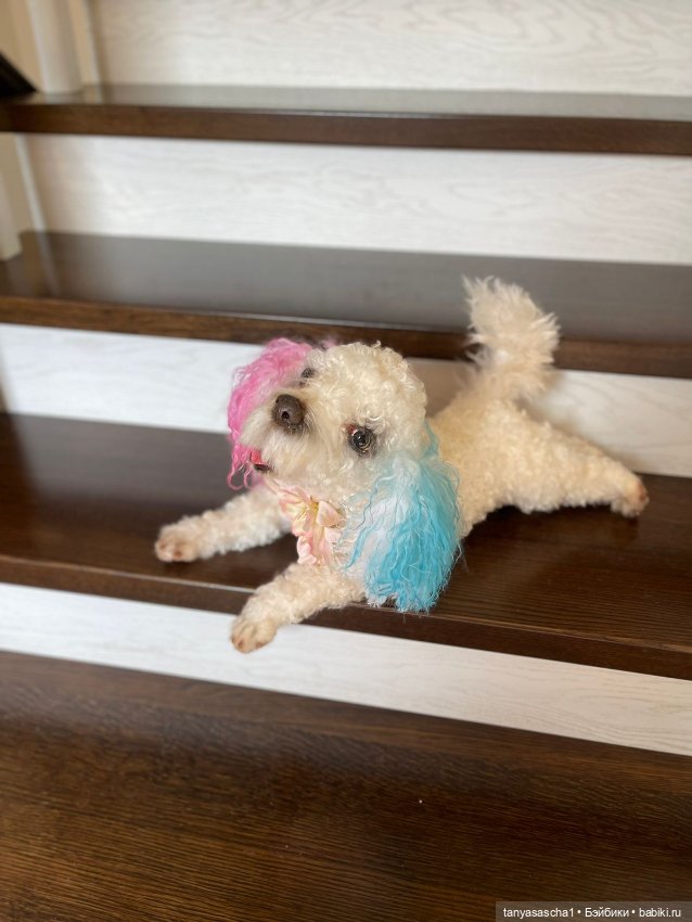 Авторская игрушка от Наташи Бабенко Собака МультиПу (фото 5)