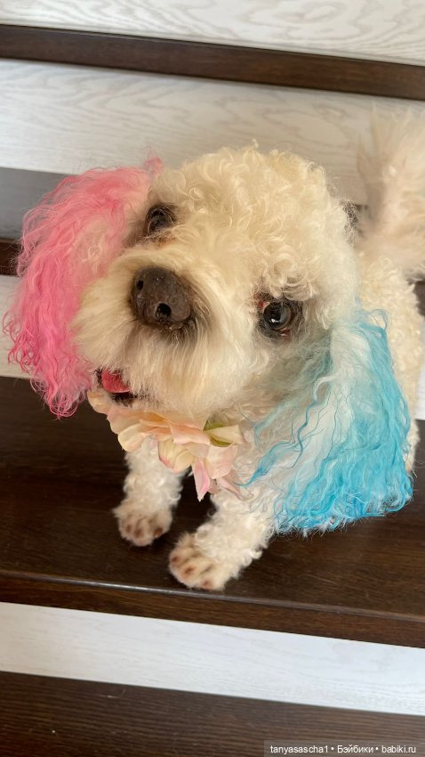 Авторская игрушка от Наташи Бабенко Собака МультиПу (фото 3)