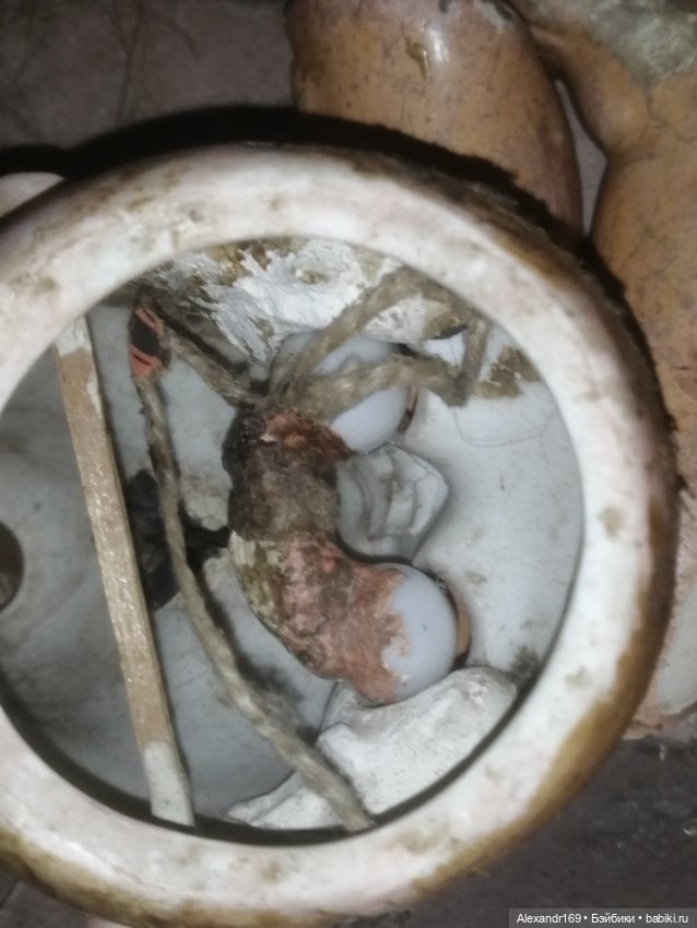 Антикварная кукла Шраер и Фингергут молд 476 (фото 8)