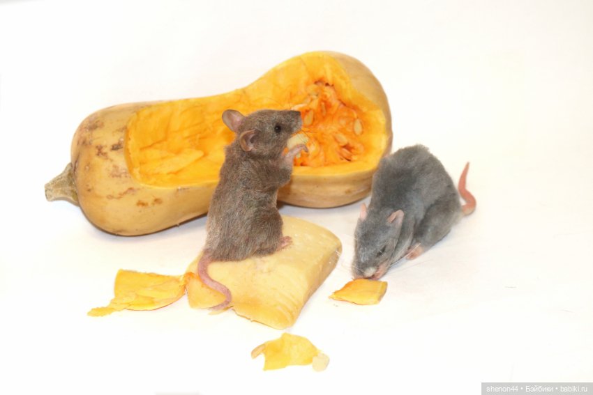 Мышка полевка — Авторские игрушки (фото 4)