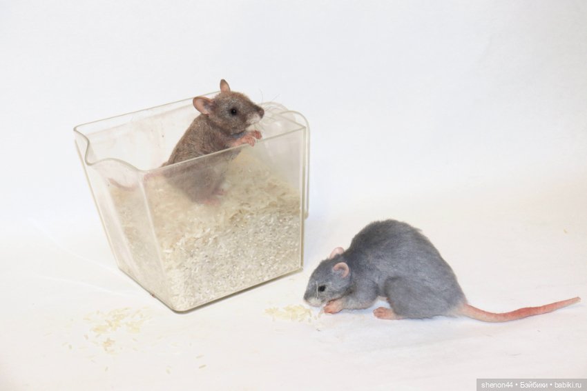 Мышка полевка — Авторские игрушки (фото 5)