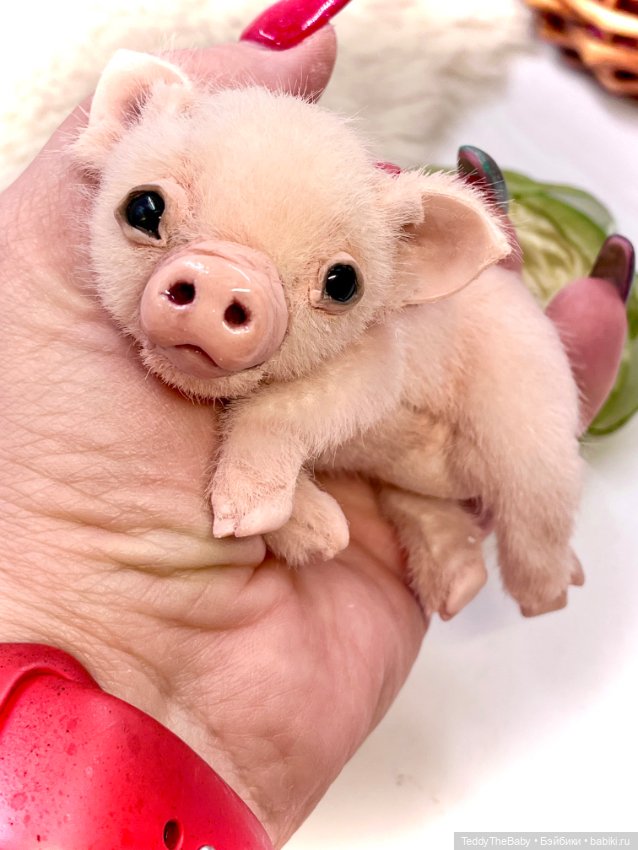 Жорик ( Тедди хрюшка) — Авторские игрушки (фото 2)