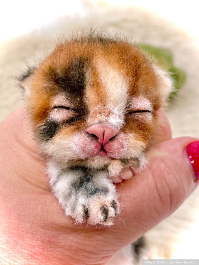 Lucky — Авторские игрушки (фото 4)