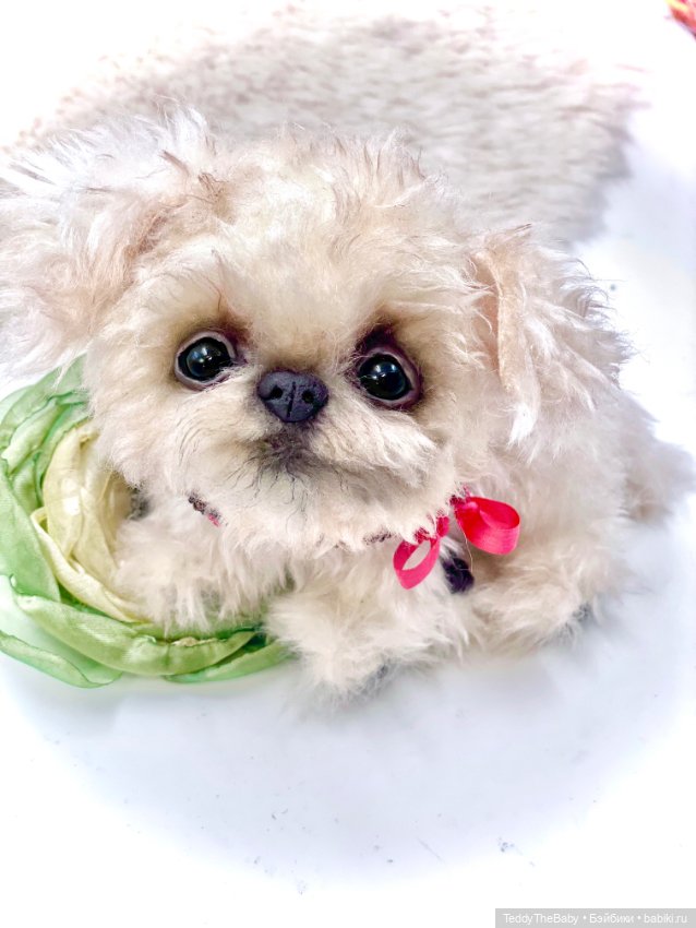 Юки ( щенок Тедди) — Авторские игрушки (фото 3)