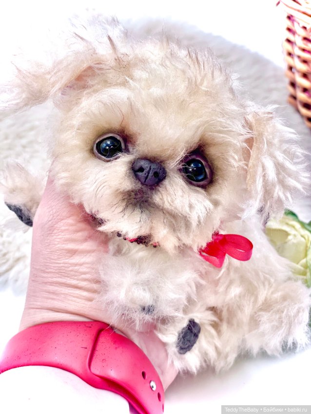 Юки ( щенок Тедди) — Авторские игрушки (фото 2)