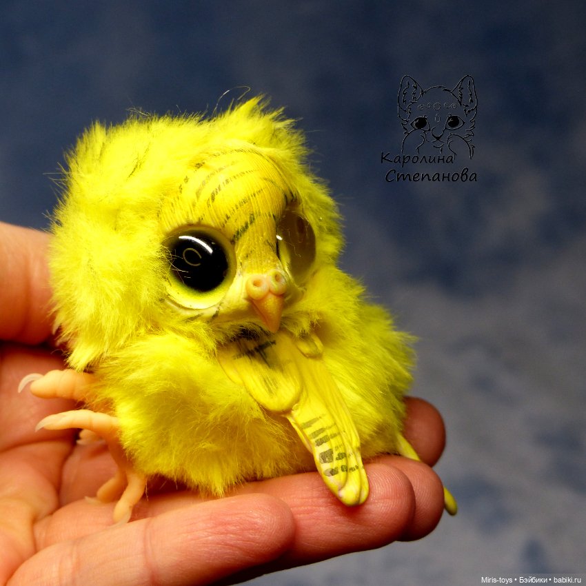 Птенец волнистый попугайчик (Желтый) (фото 6)