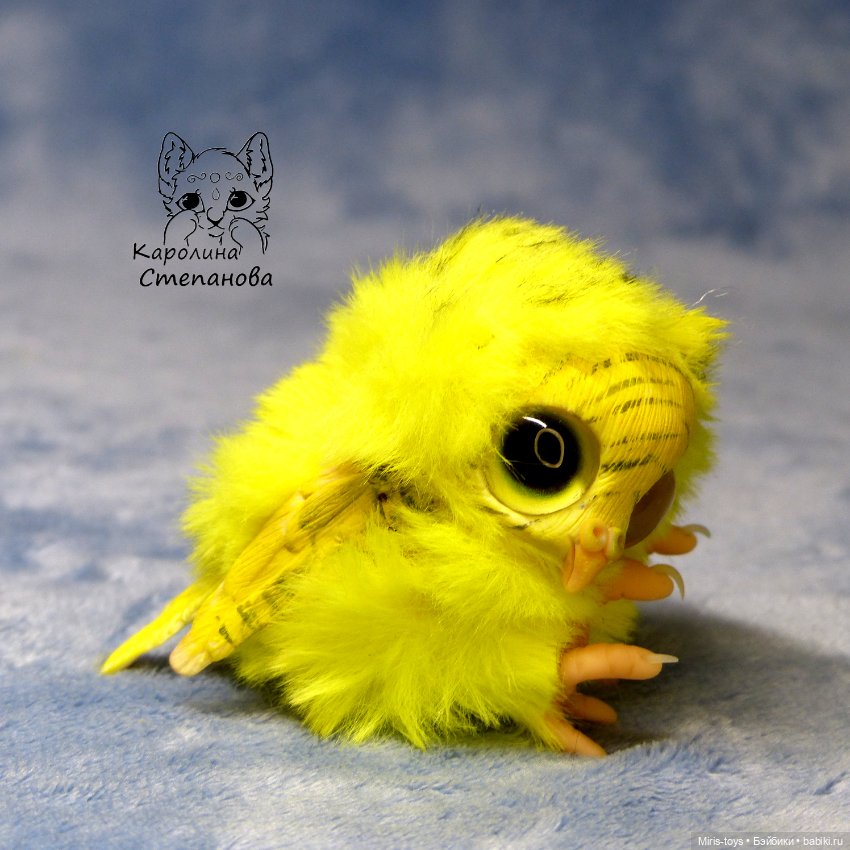 Птенец волнистый попугайчик (Желтый)