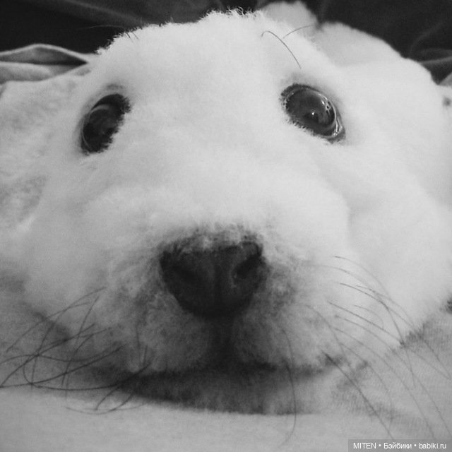 Тедди натюр: детёныш тюленя Сержио