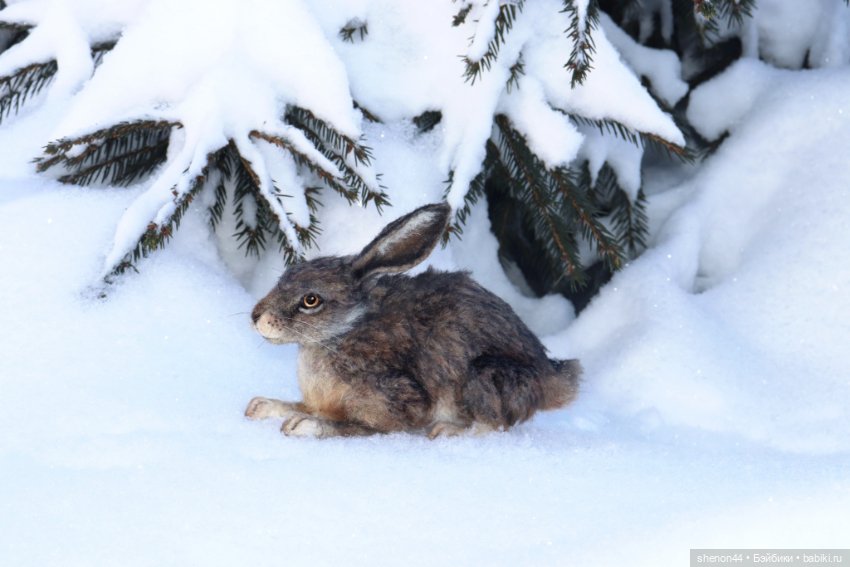 Авторские игрушки (фото 6)