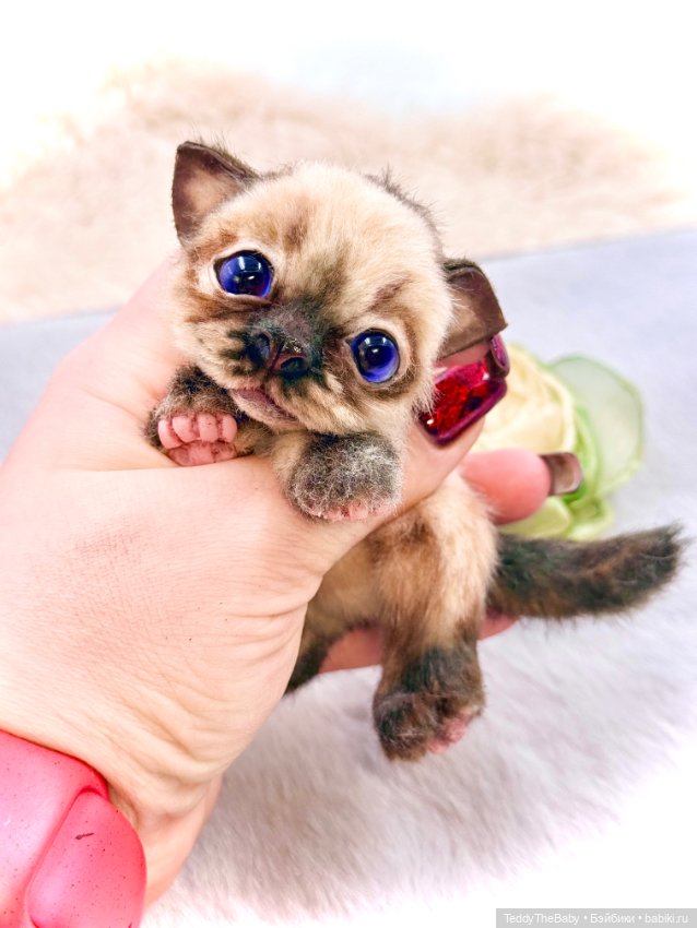 Louis — Авторские игрушки (фото 5)