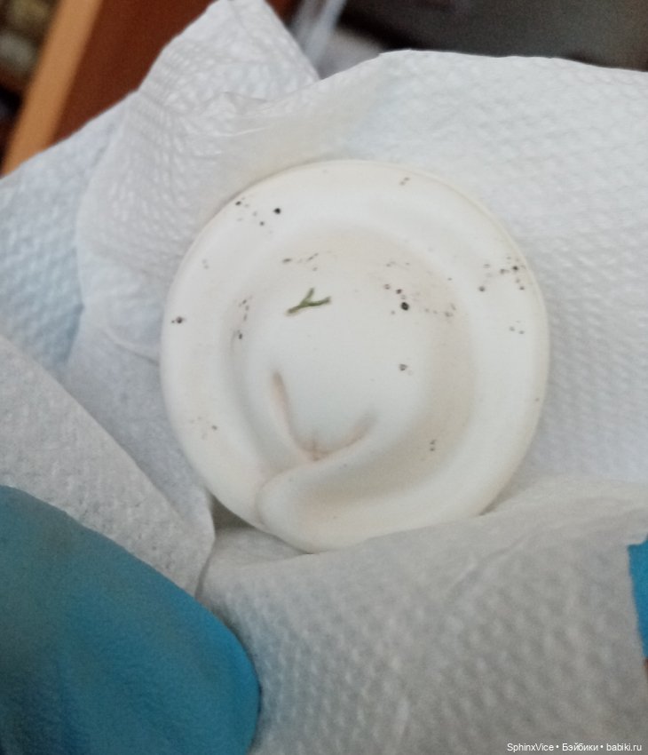 Пельмешки — Авторские куклы BJD (фото 3)