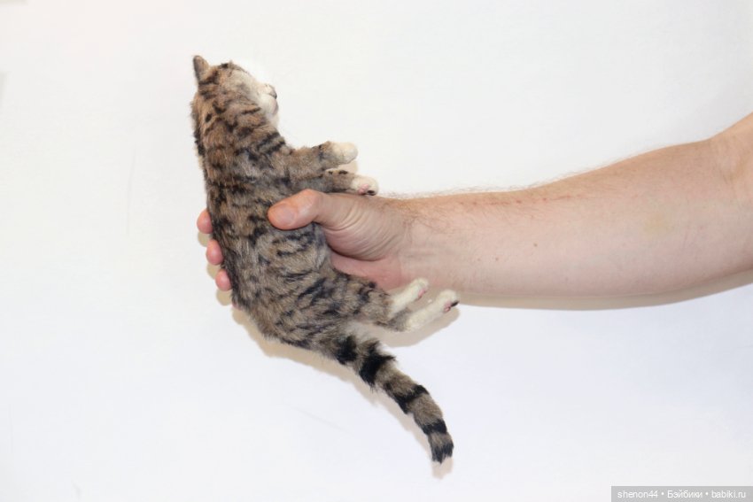 Полосатая кошка — Авторские игрушки (фото 5)