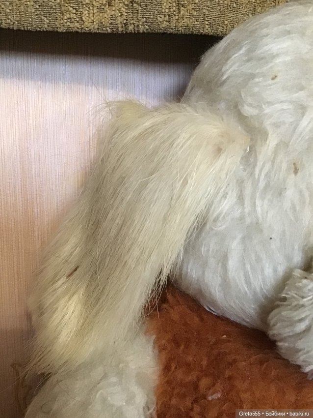 Большая грустная собака ГДР , очень ждёт своего хозяина (фото 3)