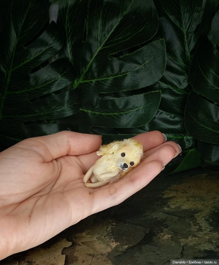 Американский кокер спаниэль (фото 7)