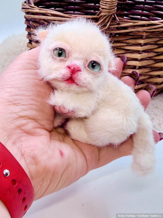 Миу 🐈 — Авторские игрушки (фото 7)