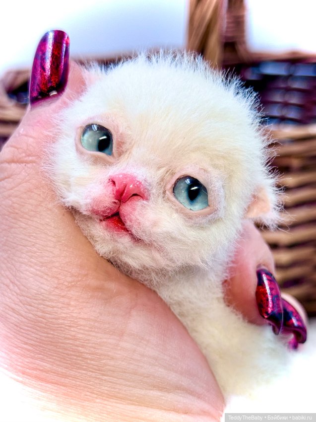 Миу 🐈 — Авторские игрушки (фото 2)