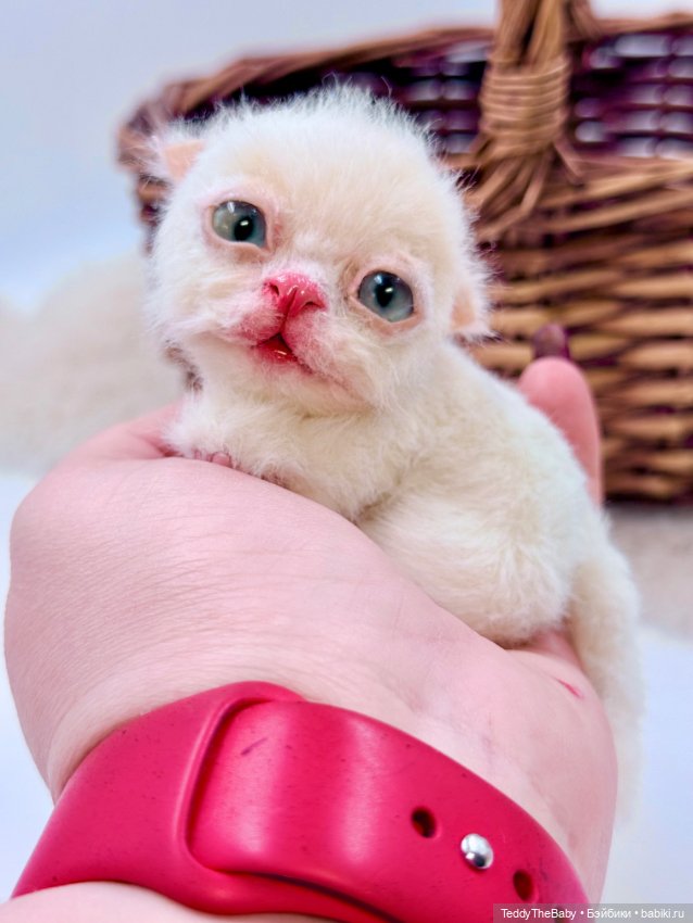 Миу 🐈 — Авторские игрушки (фото 6)