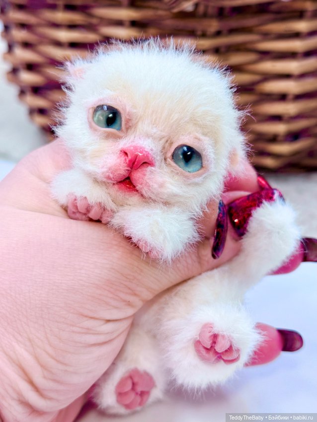 Миу 🐈 — Авторские игрушки (фото 3)