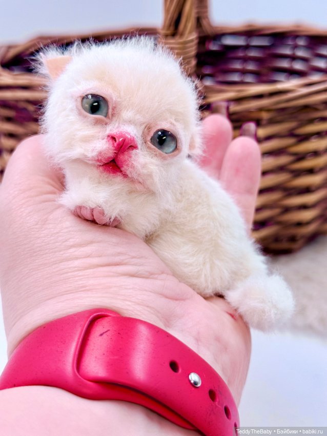 Миу 🐈 — Авторские игрушки (фото 8)