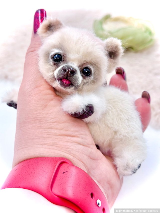 Sammy — Авторские игрушки (фото 4)