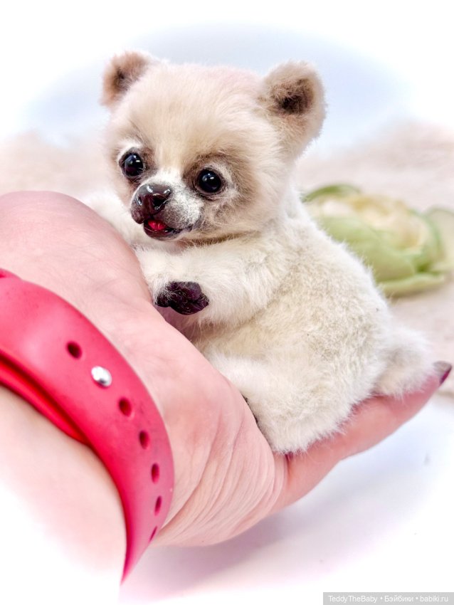 Sammy — Авторские игрушки