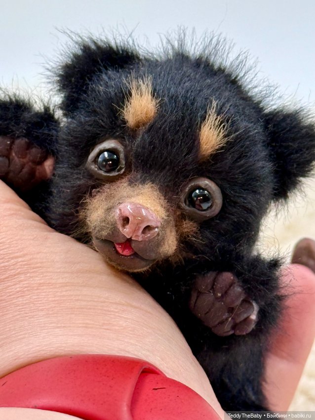 Shaddy — Авторские игрушки (фото 4)