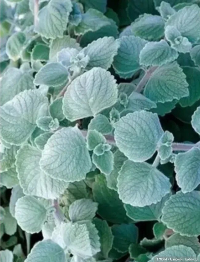 Обувь для Жу, Соль — Обувь для кукол (фото 2)